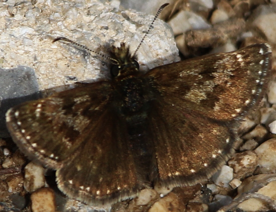 Erynnis tages? S