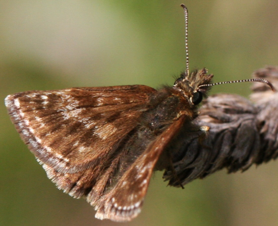 Erynnis tages? S