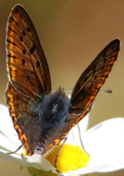 Lycaena thersamon [femmina]? No, maschio di Lycaena tityrus