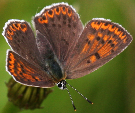 Lycaena tityrus [femmina] ? S