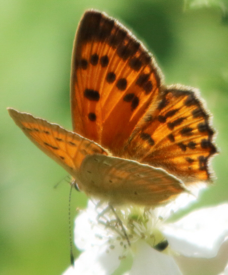 Lycaena virgaureae [femmina e maschio]