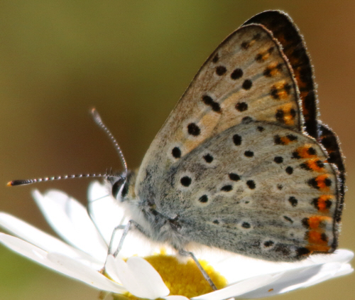 Lycaena thersamon [femmina]? No, maschio di Lycaena tityrus