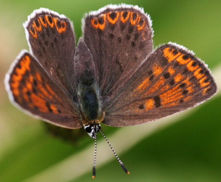 Lycaena tityrus [femmina] ? S