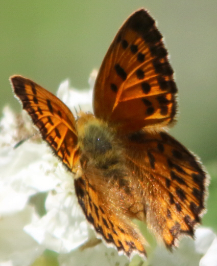 Lycaena virgaureae [femmina e maschio]