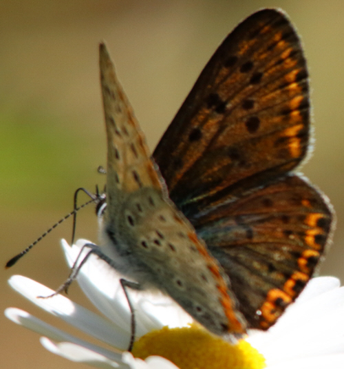 Lycaena thersamon [femmina]? No, maschio di Lycaena tityrus