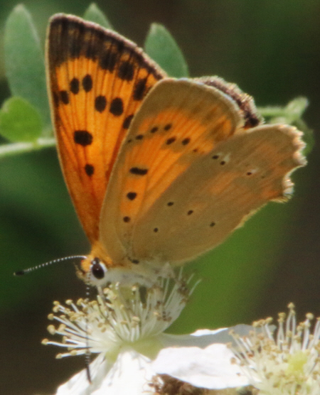 Lycaena virgaureae [femmina e maschio]