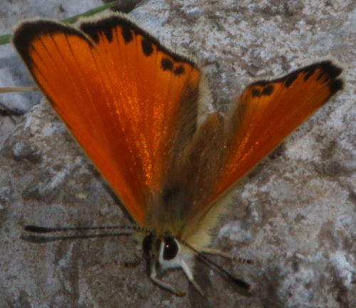 Lycaena virgaureae [femmina e maschio]