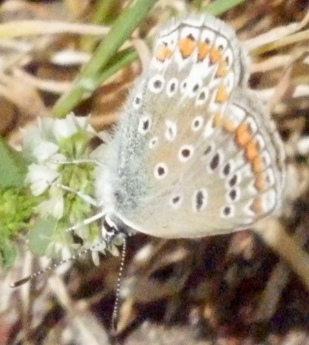 Polyommatus icarus e Pseudophilotes baton