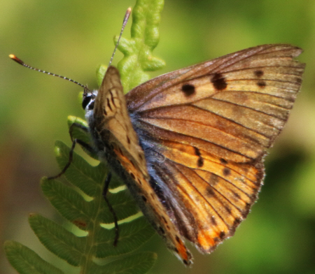 Lycaena alciphron [maschio]