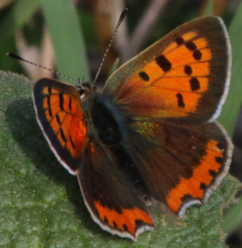 Lycaena phlaeas [maschio]