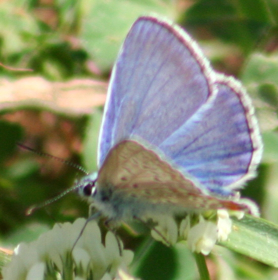 Polyommatus icarus e Pseudophilotes baton