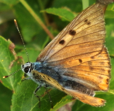 Lycaena alciphron [maschio]