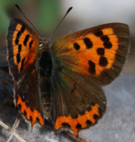 Lycaena phlaeas [maschio]