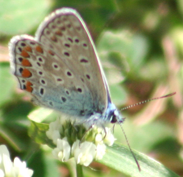 Polyommatus icarus e Pseudophilotes baton