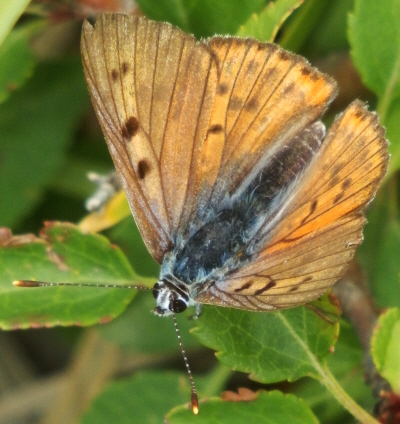 Lycaena alciphron [maschio]