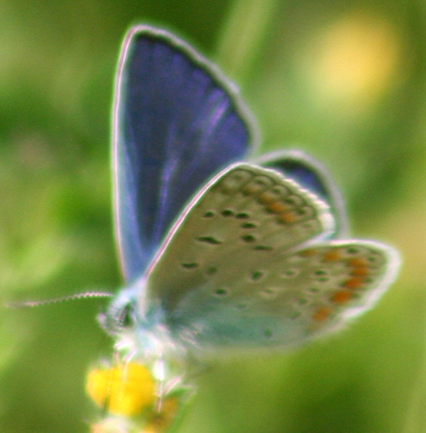 Polyommatus icarus e Pseudophilotes baton