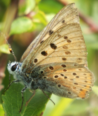 Lycaena alciphron [maschio]