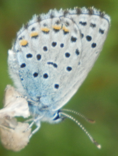 Polyommatus icarus e Pseudophilotes baton