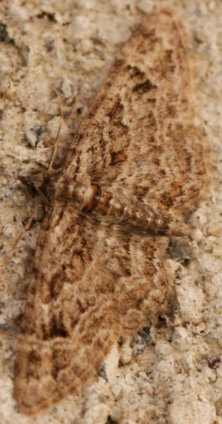 Geometridae ma quale? Gymnoscelis rufifasciata