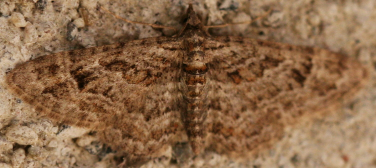 Geometridae ma quale? Gymnoscelis rufifasciata