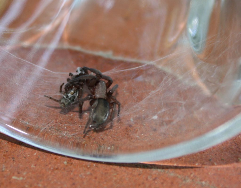 Intruso nel letto! Scotophaeus scutulatus - Lonato (BS)