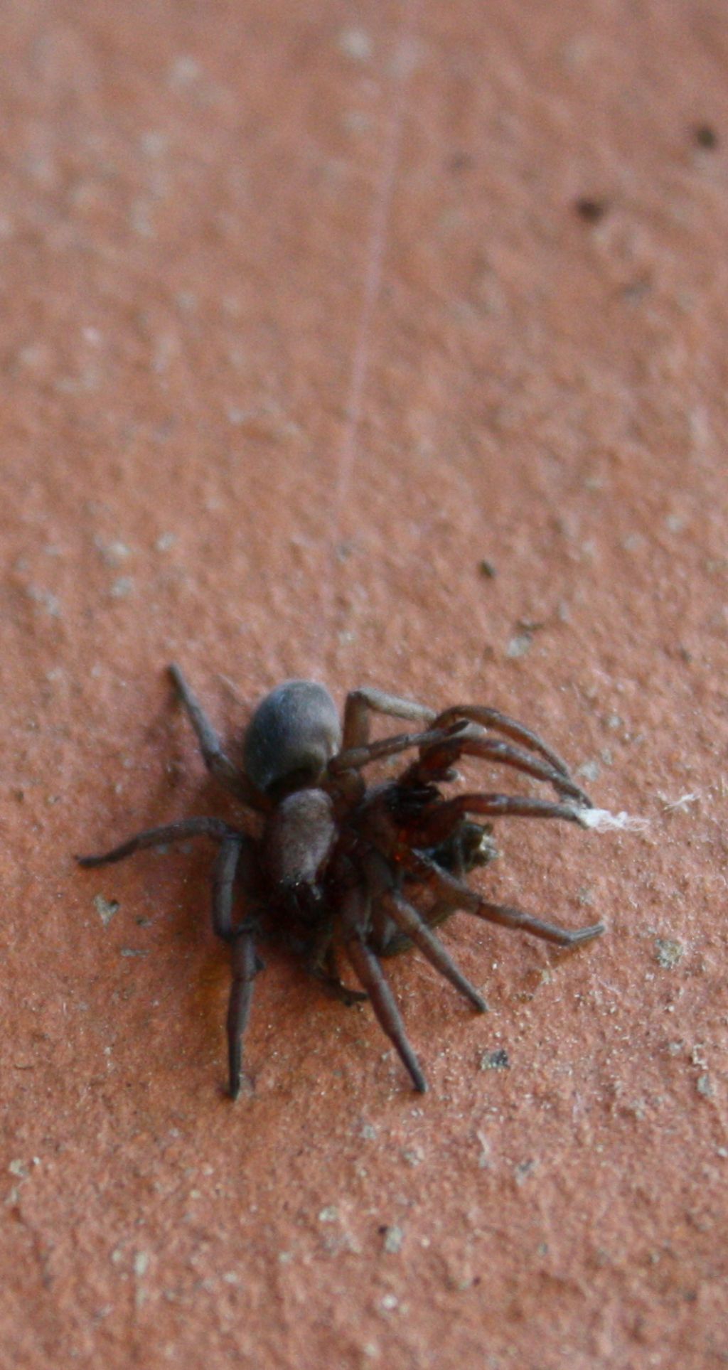 Intruso nel letto! Scotophaeus scutulatus - Lonato (BS)