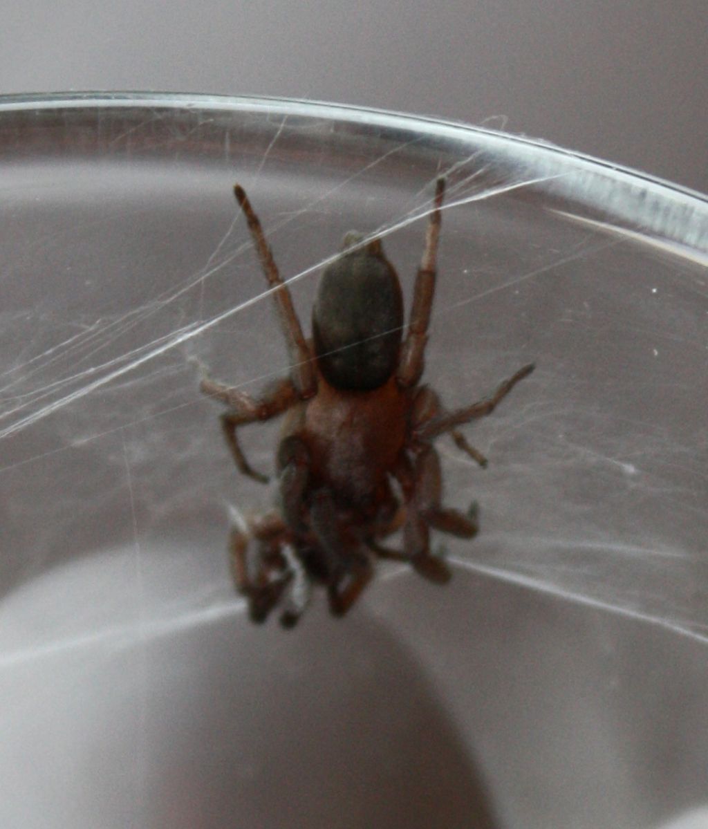 Intruso nel letto! Scotophaeus scutulatus - Lonato (BS)