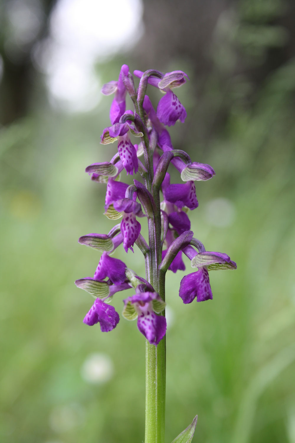 Anacamptis morio