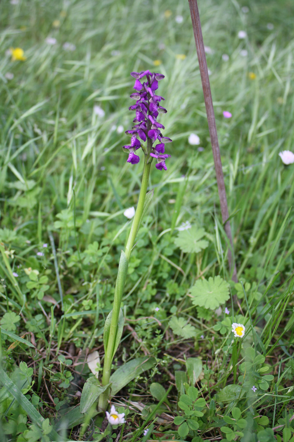 Anacamptis morio