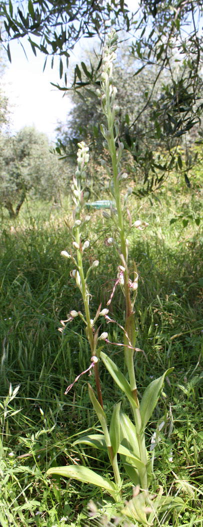 Bella sorpresa di quest''anno: Himatoglossum adriaticum