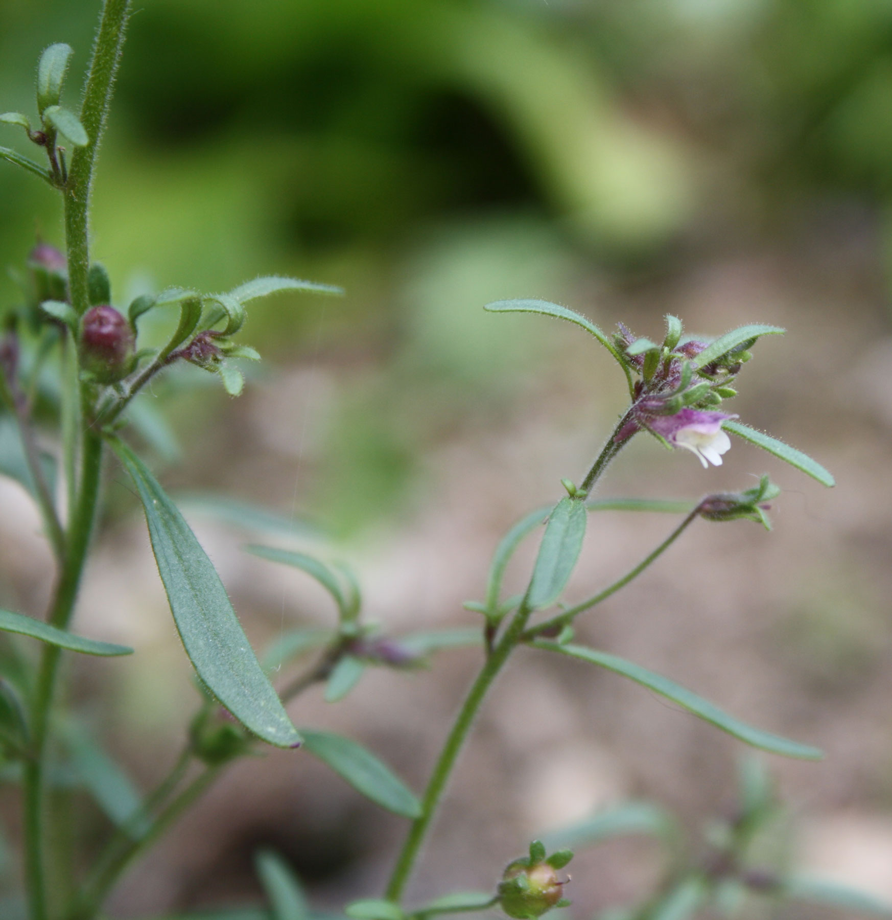 Chaenorhinum minus / Linajola comune