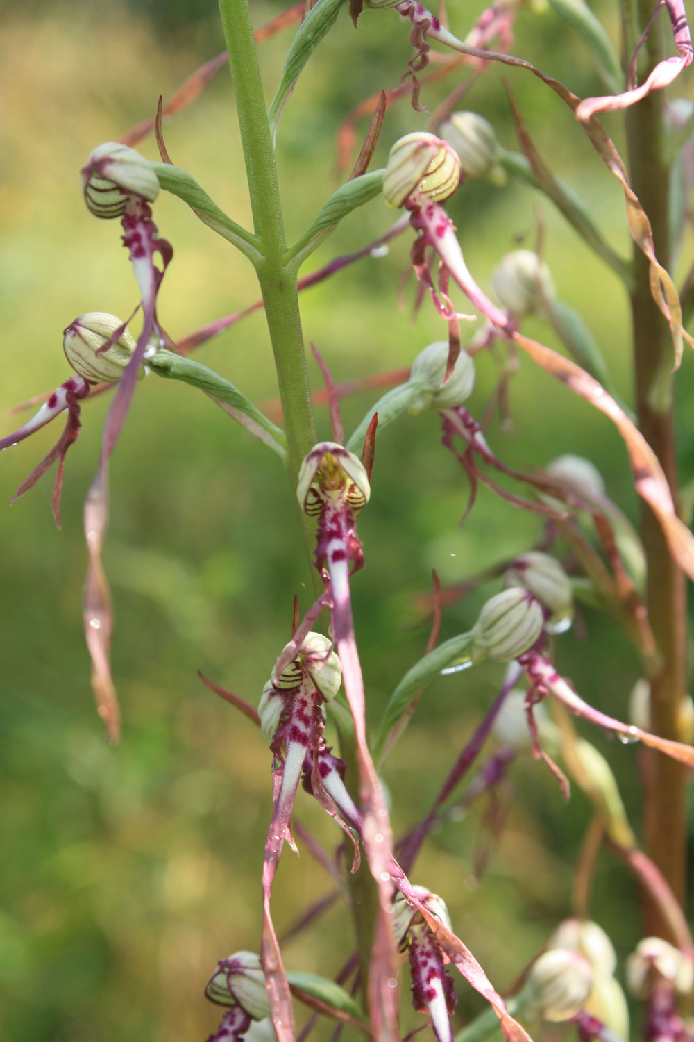 Bella sorpresa di quest''anno: Himatoglossum adriaticum