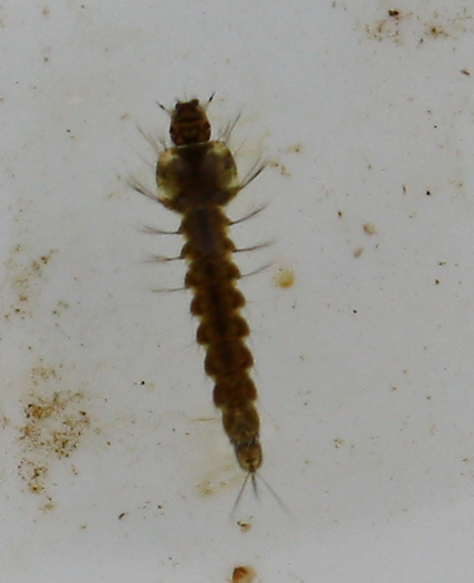 Larva da identificare: cfr Anopheles sp.