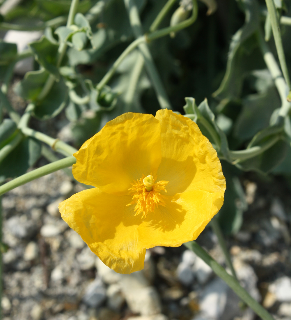 Glaucium flavum