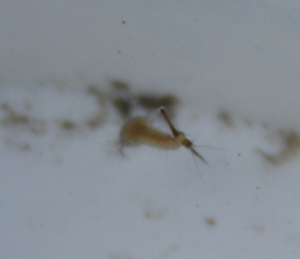 Altra larva...