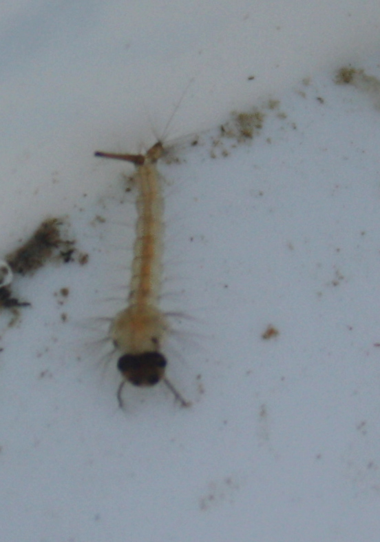 Altra larva...