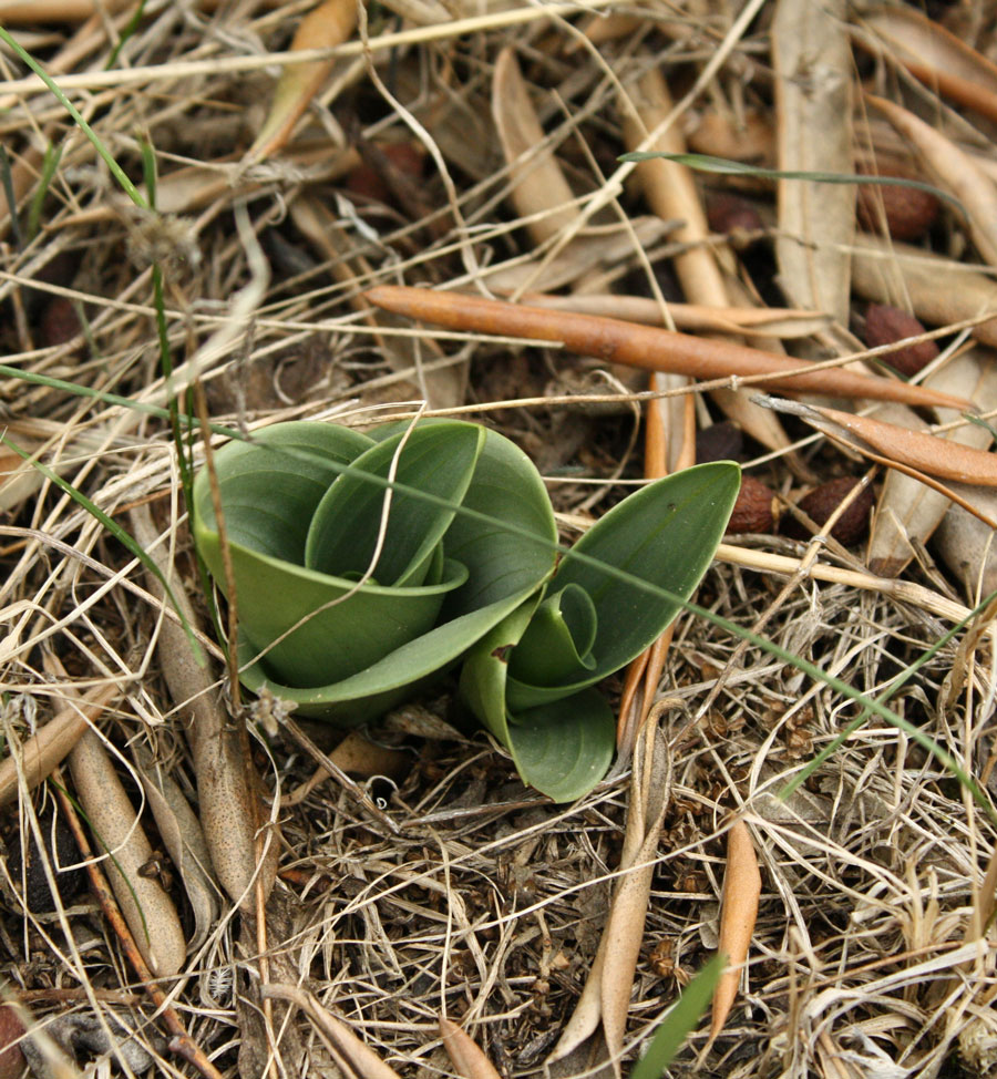 Bella sorpresa di quest''anno: Himatoglossum adriaticum