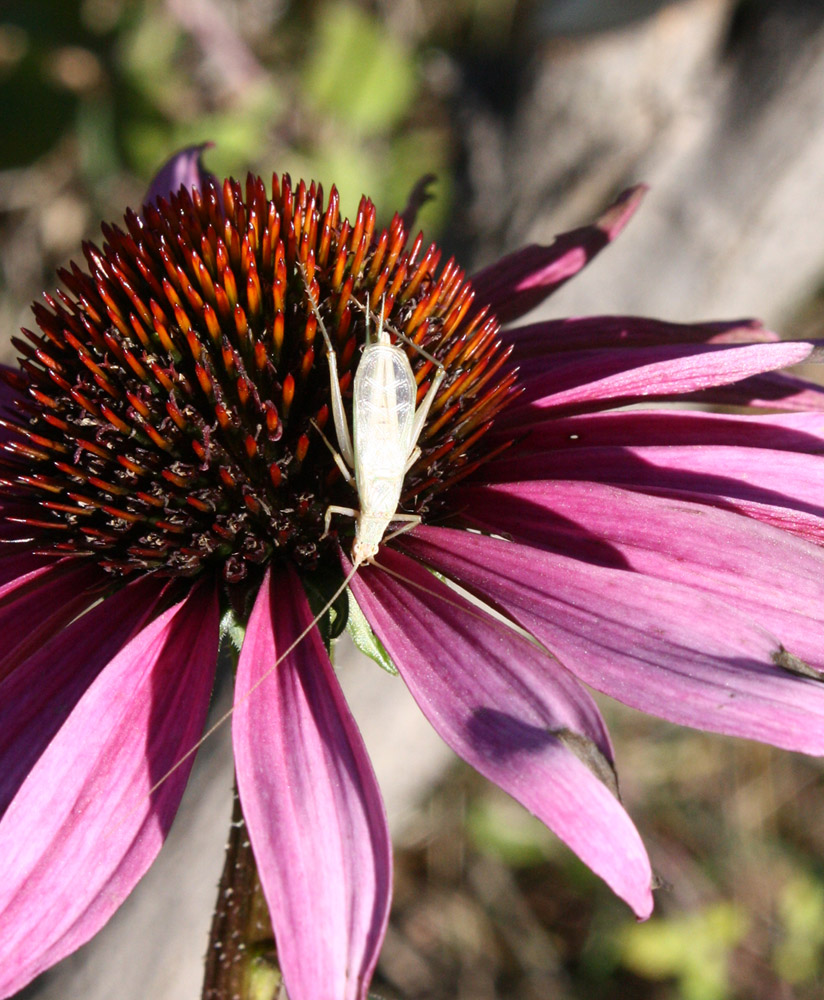 Oecanthus pellucens ?