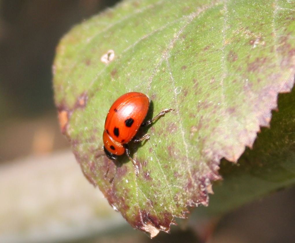 Gonioctena fornicata, Chrysomelidae