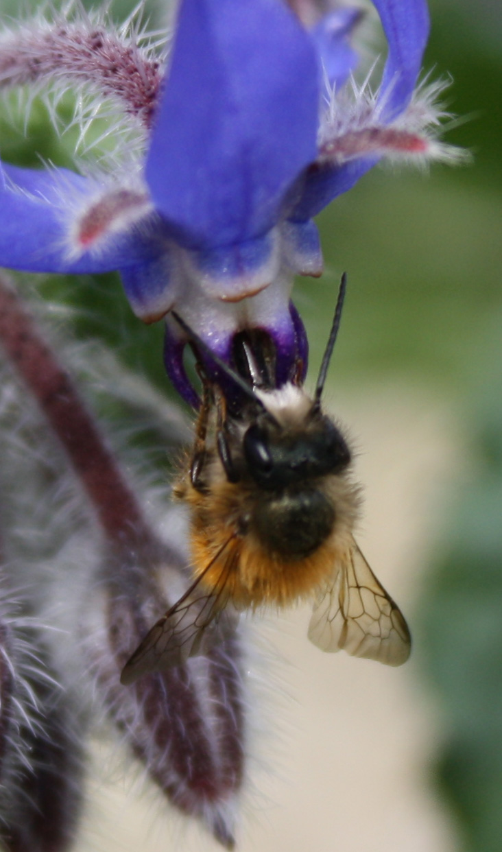 Maschi di Osmia rufa