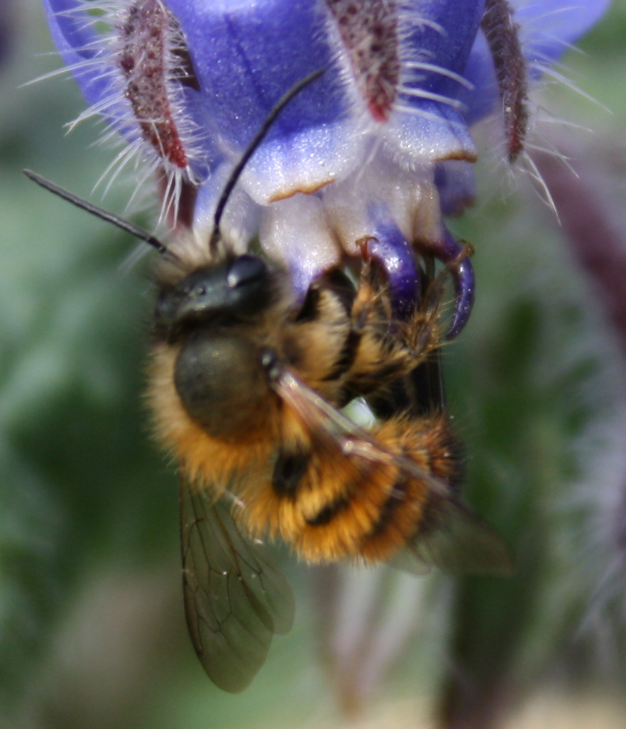 Maschi di Osmia rufa