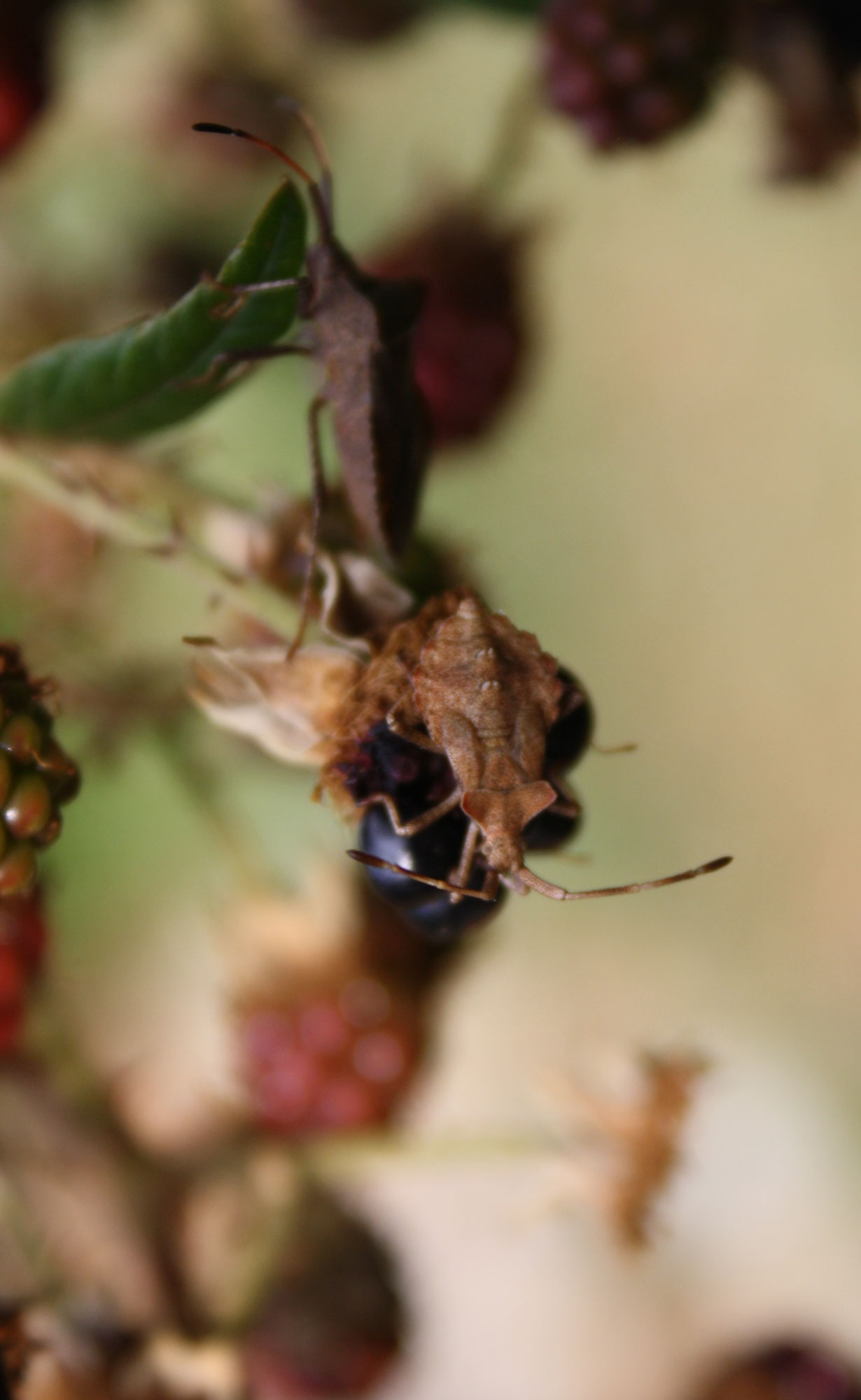 Coreus marginatus: stadio giovanile ed adulto