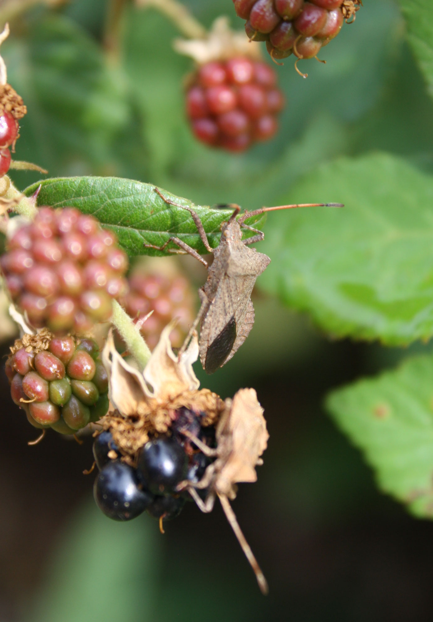 Coreus marginatus: stadio giovanile ed adulto