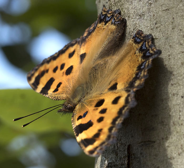 farfalla da identificare