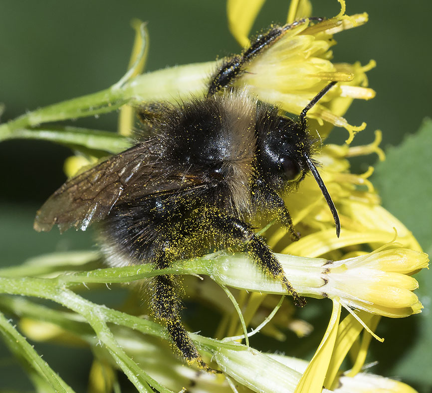 bombo da identificare