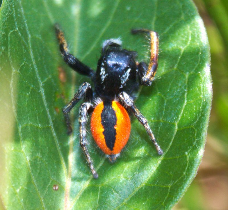 Philaeus chrysops -