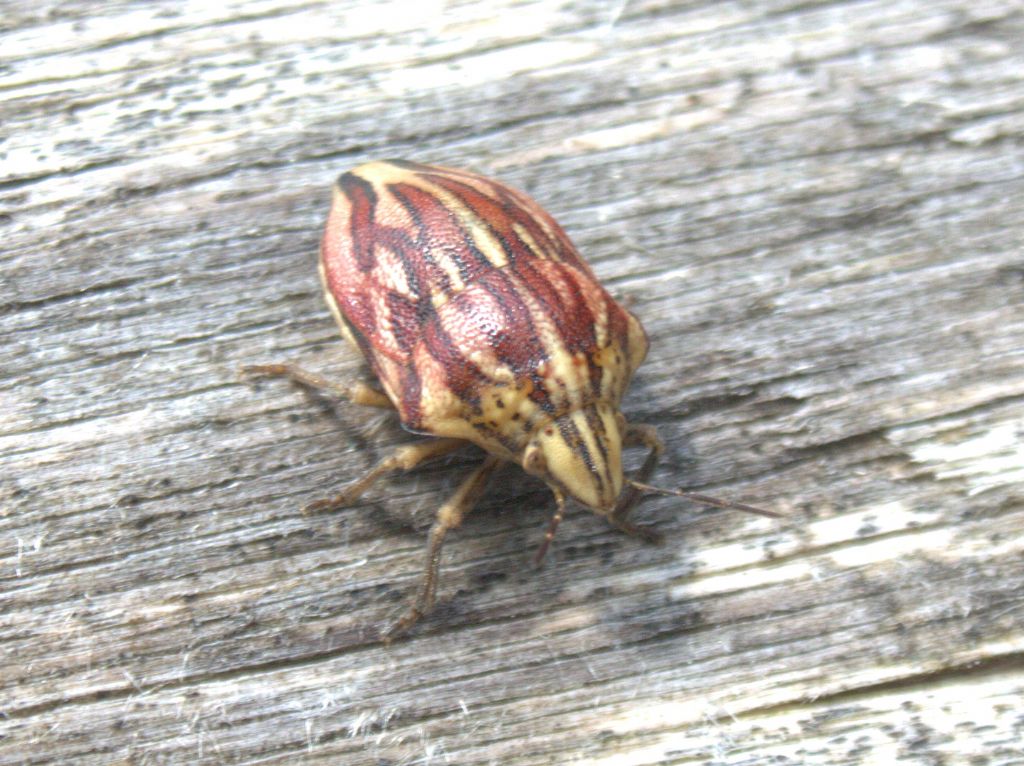 Scutelleridae: Odontotarsus purpureolineatus