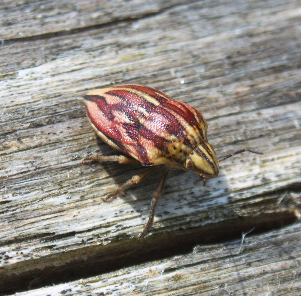 Scutelleridae: Odontotarsus purpureolineatus