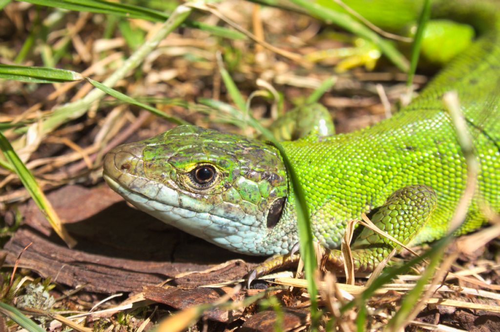 Lacerta bilineata