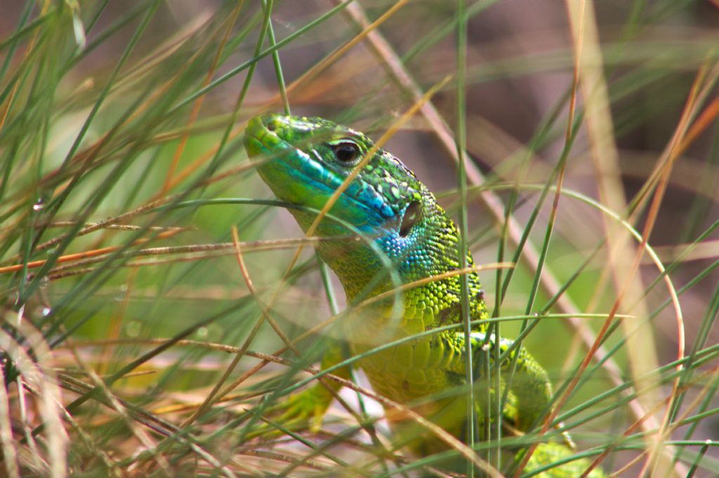 Lacerta bilineata